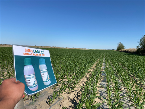 水溶肥廠家,倒春寒,拉姆拉安碧解