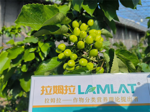 進(jìn)口水溶肥,櫻桃施肥,拉姆拉水溶肥