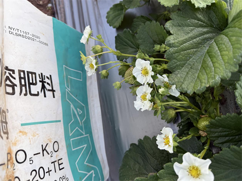 進(jìn)口水溶肥,草莓種植,拉姆拉滴灌級(jí)特種肥