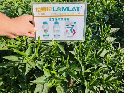 水溶肥,辣椒施肥,翠姆水溶肥