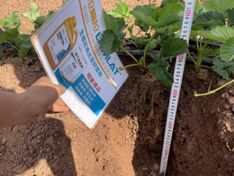 水溶肥品牌,草莓種植,拉姆拉滴灌級(jí)特種肥