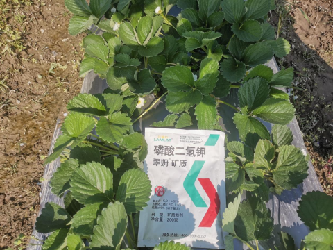 水溶肥品牌,草莓種植,拉姆拉滴灌級(jí)特種肥