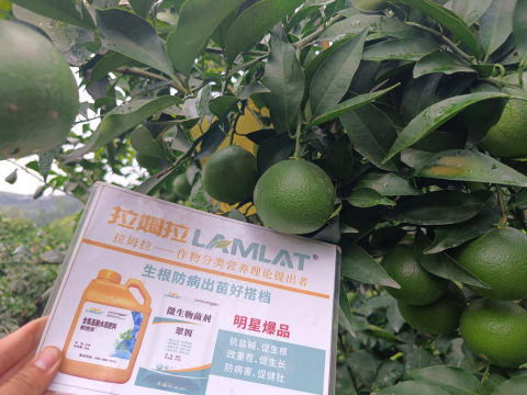 水溶肥品牌,柑橘施肥,翠姆水溶肥