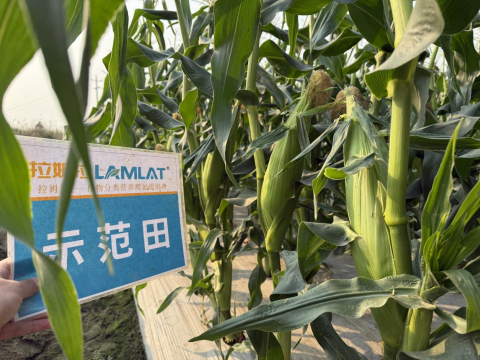 水溶肥廠家,甜脆玉米種植,拉姆拉滴灌級特種肥