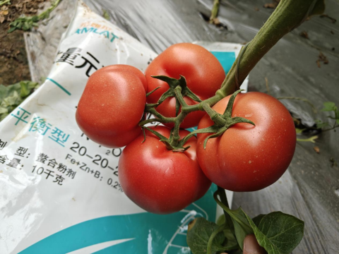 水溶肥,番茄種植,拉姆拉滴灌級特種肥