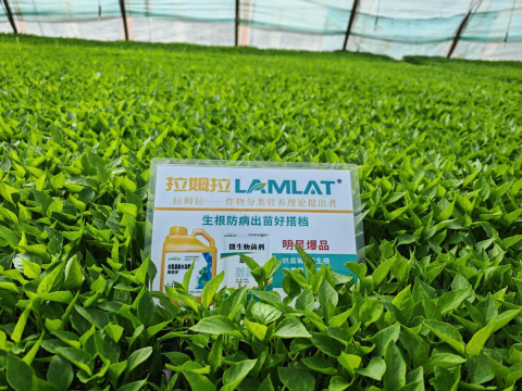 辣椒育苗,水溶肥,拉姆拉滴灌級特種肥