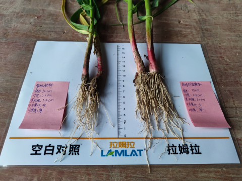 水溶肥廠家,大蒜施肥,拉姆拉滴灌級(jí)特種肥