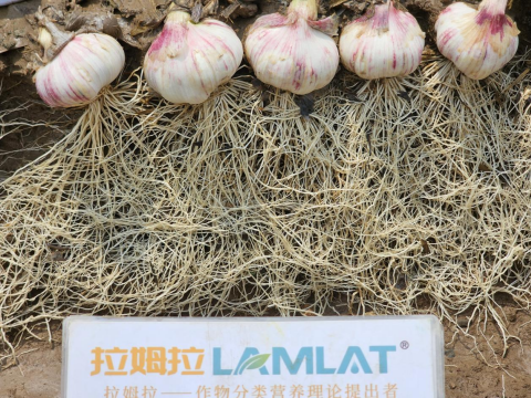 水溶肥廠家,大蒜施肥,拉姆拉滴灌級(jí)特種肥