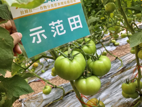 水溶肥,番茄施肥,拉姆拉滴灌級特種肥