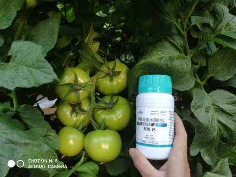 水溶肥,番茄施肥,拉姆拉滴灌級特種肥