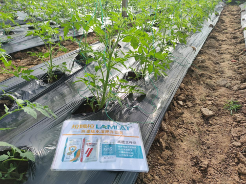 水溶肥,番茄施肥,拉姆拉滴灌級特種肥