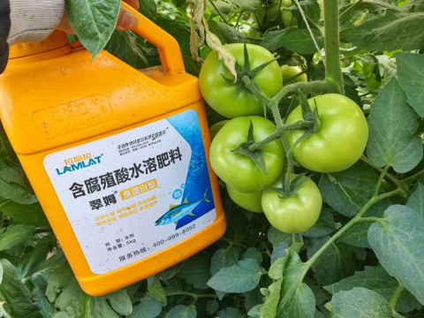 水溶肥,番茄施肥,拉姆拉滴灌級特種肥