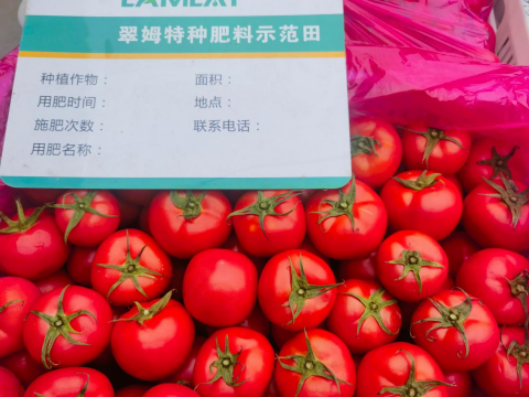 水溶肥,番茄施肥,拉姆拉滴灌級特種肥