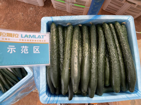 水溶肥品牌,黃瓜施肥,拉姆拉滴灌級特種肥