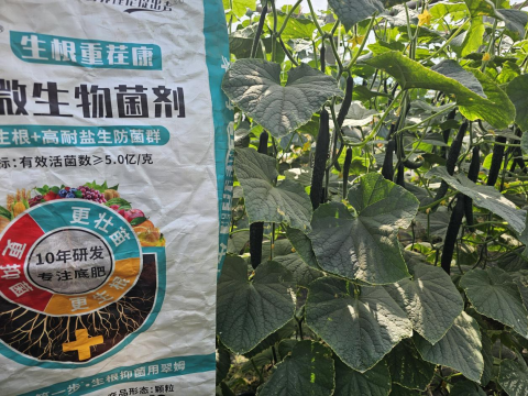 水溶肥品牌,黃瓜施肥,拉姆拉滴灌級特種肥