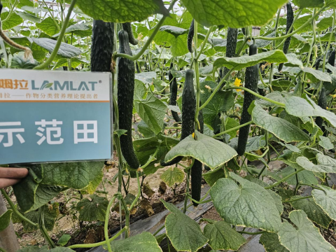 水溶肥品牌,黃瓜施肥,拉姆拉滴灌級特種肥