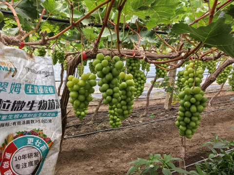 水溶肥,葡萄施肥,拉姆拉滴灌級特種肥