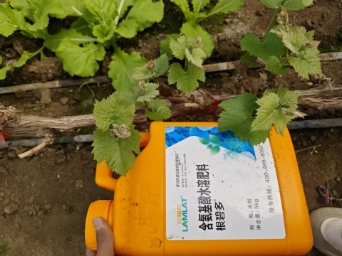 水溶肥,葡萄施肥,拉姆拉滴灌級特種肥