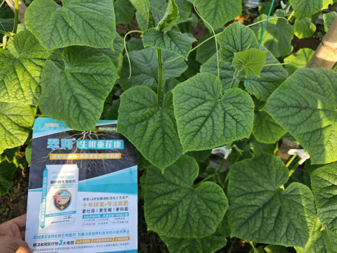 黃瓜種植,拉姆拉滴灌級(jí)特種肥,水溶肥