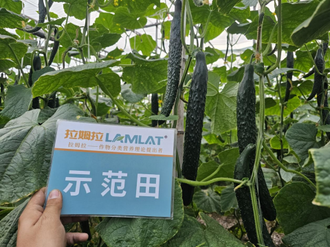 黃瓜種植,拉姆拉滴灌級(jí)特種肥,水溶肥